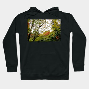 Autumn Trees Hoodie